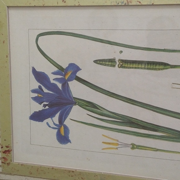 Rare antique vintage book plate botanic Iris xiphium gold frame blue - Picture 5 of 13